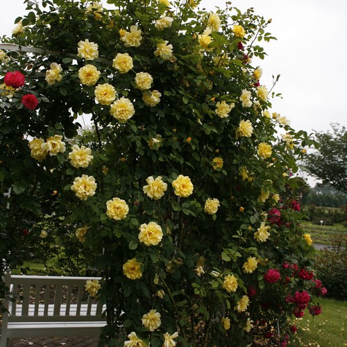 Rosier grimpant